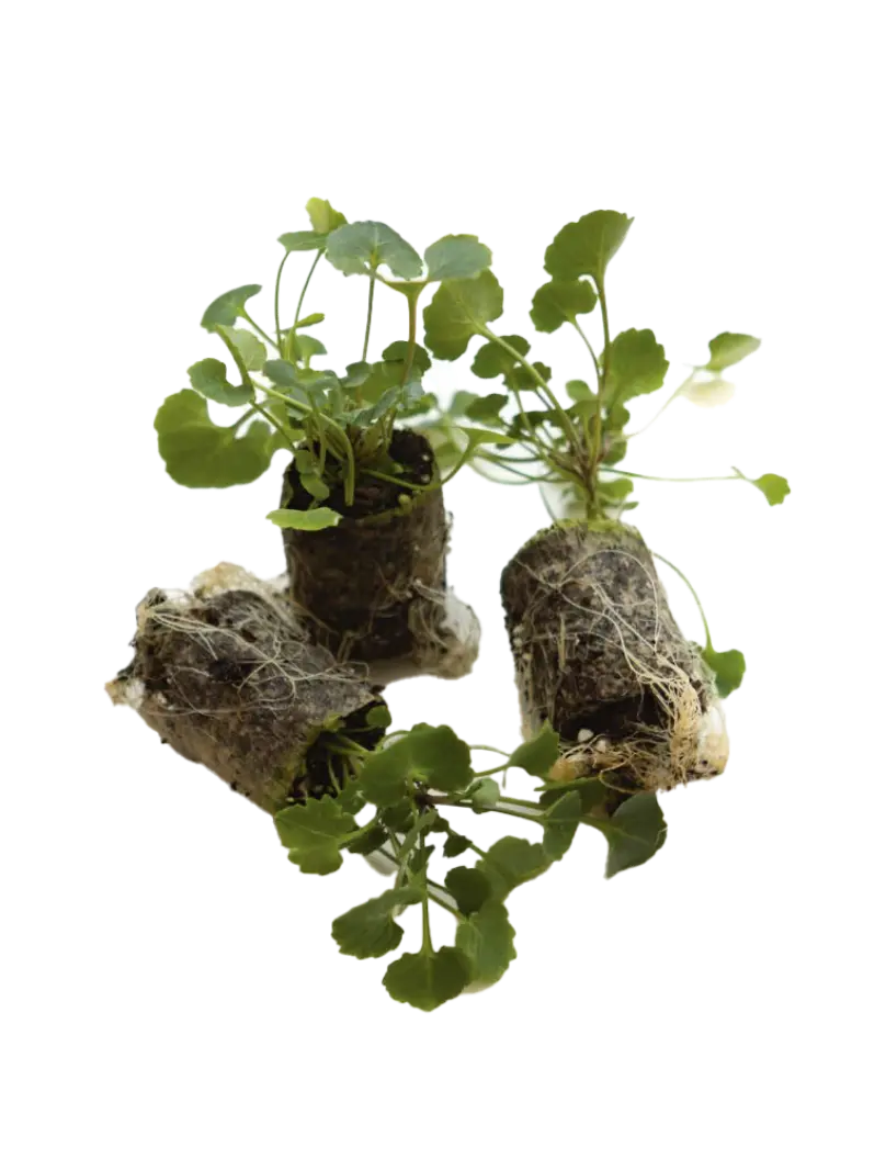 plantje